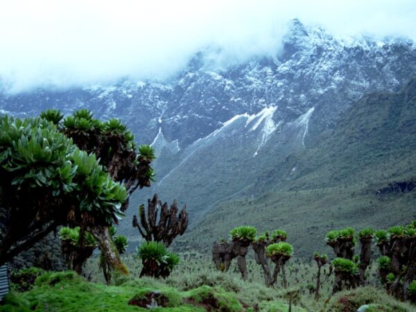 Private Transfer: Entebbe to Rwenzori Mountains National Park