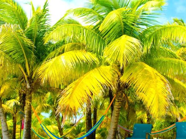 Private Transfer: Dangriga to Belize City