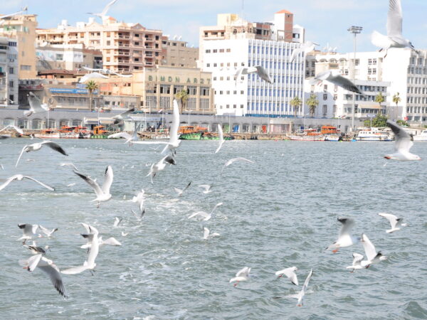 Private Transfer: Cairo to Port Said